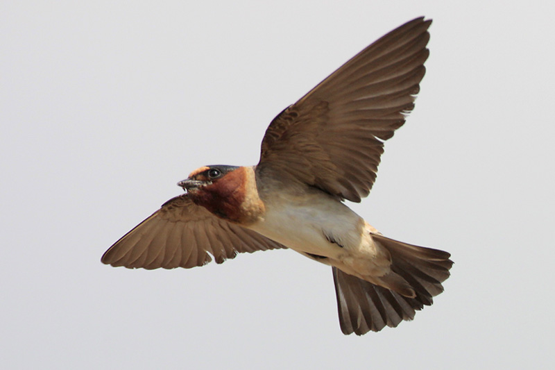 Cliff Swallow