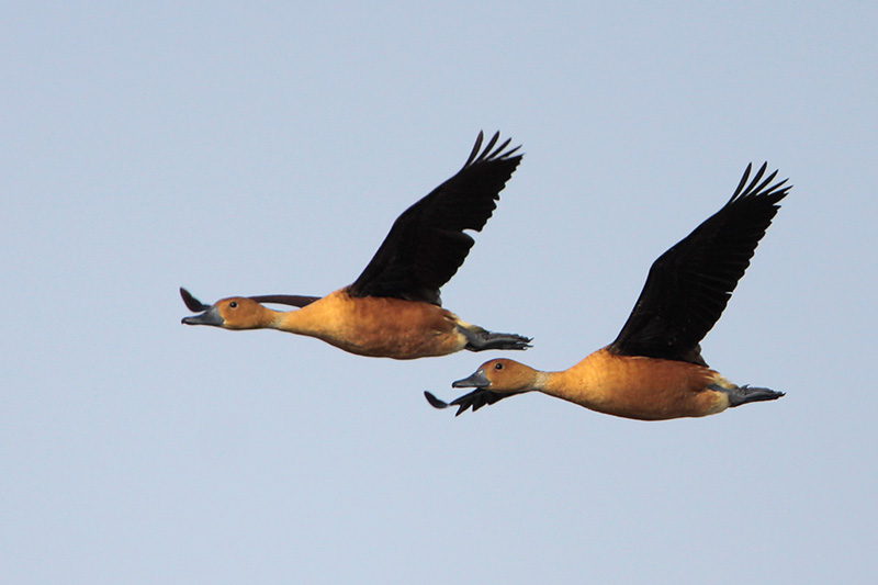 Fulvous Whistling-Duck