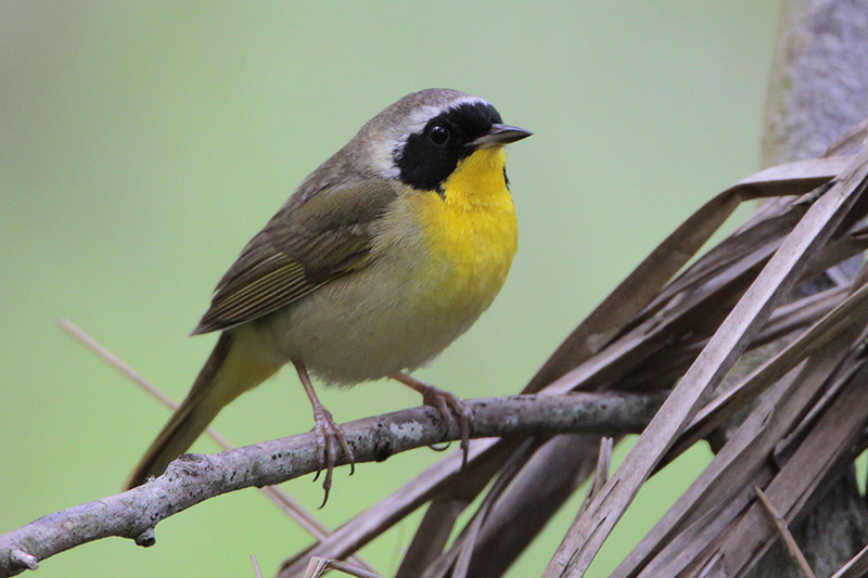 Common Yellowthroat