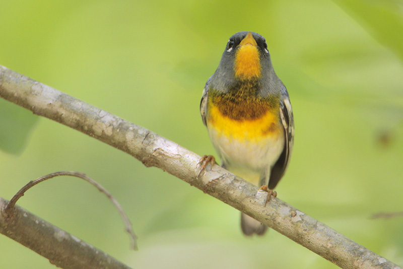 Northern Parula