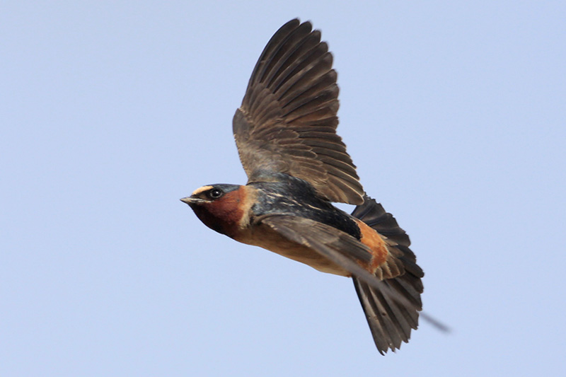 Cliff Swallow