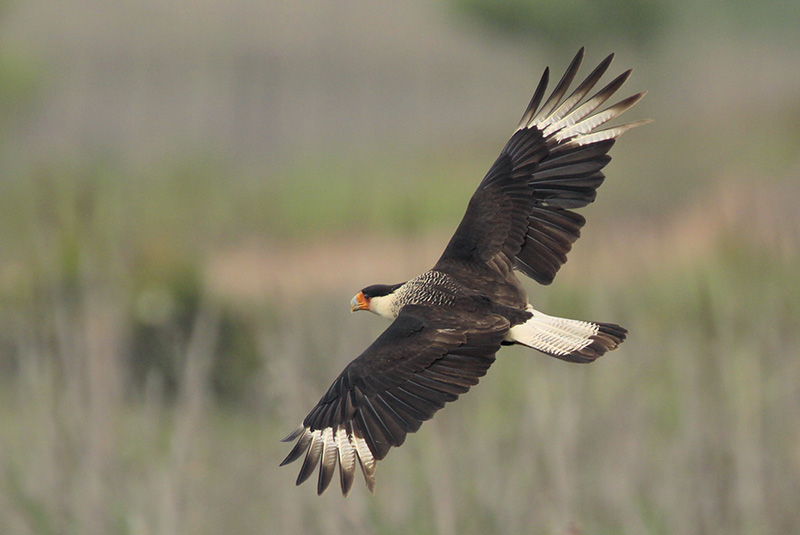 Crested Caracara