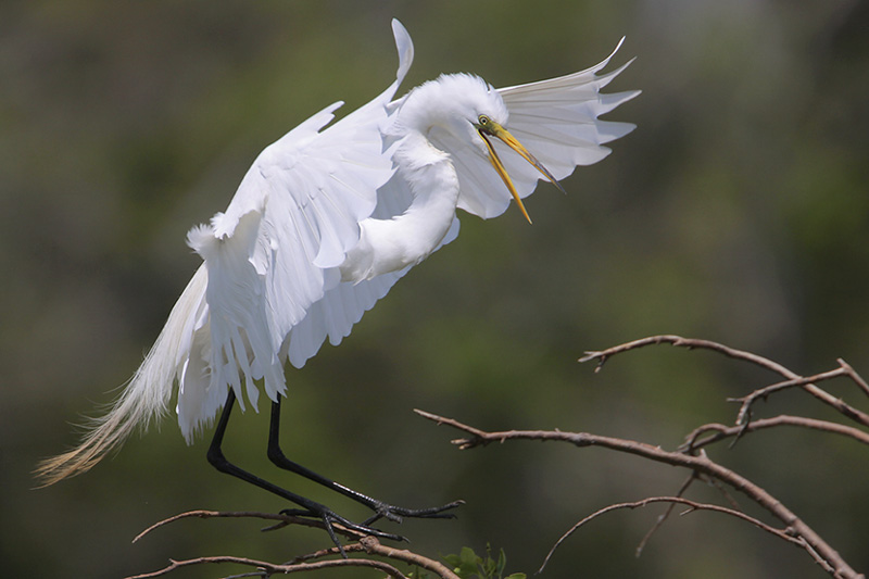 Great Egret