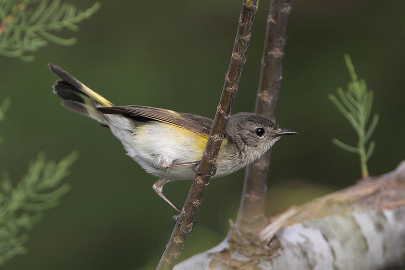 American Redstart