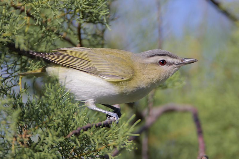 Red-eyed Vireo