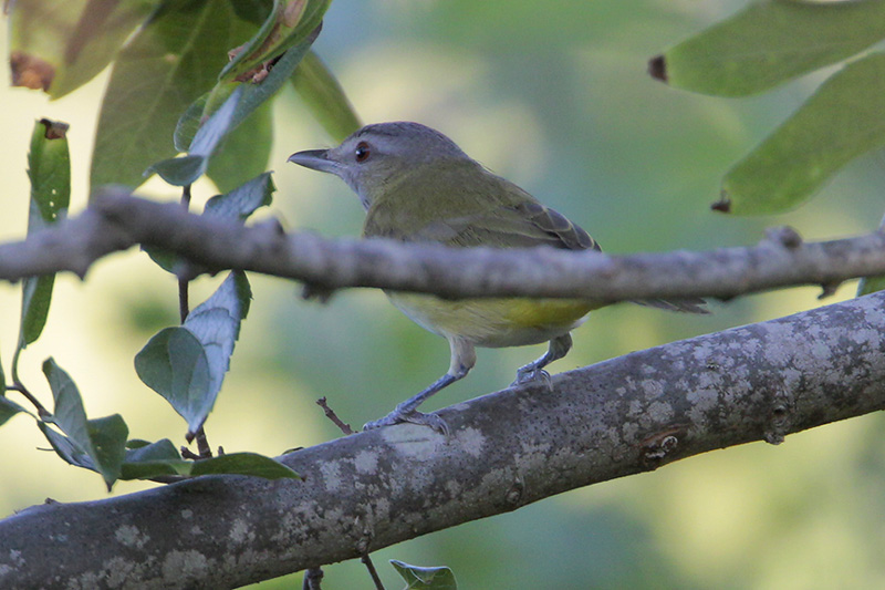 Yellow-green Vireo