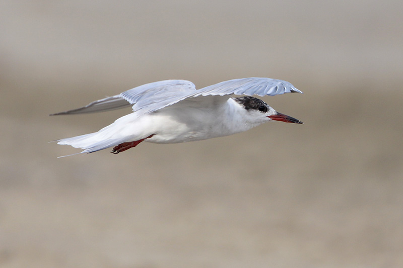 Common Tern