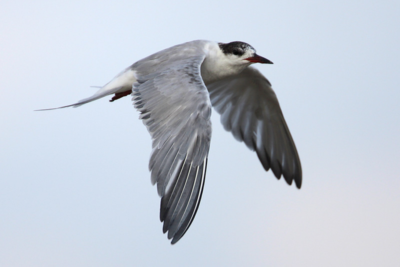 Common Tern