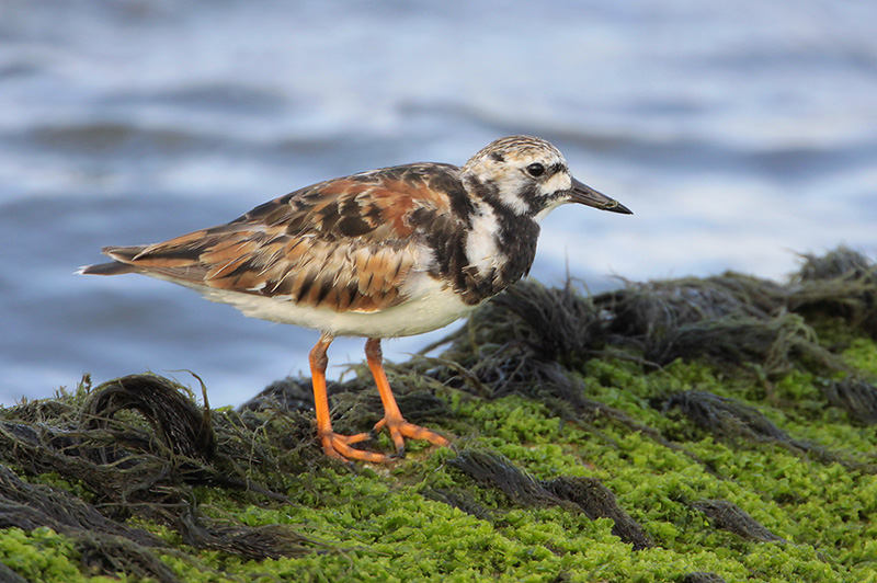 Ruddy Turnstone