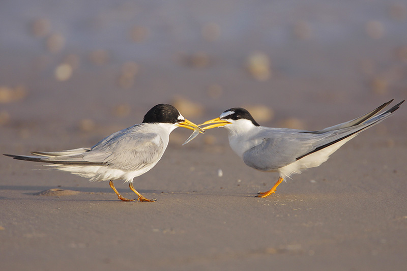 Least Tern