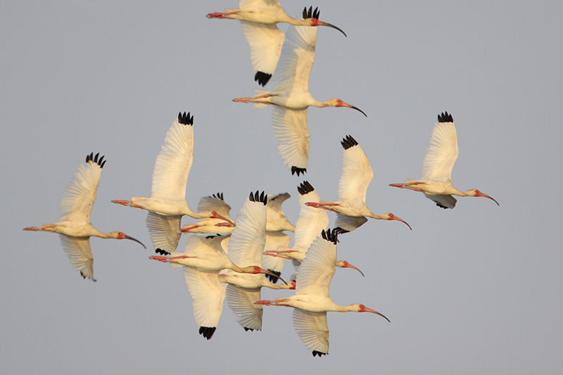 White Ibis