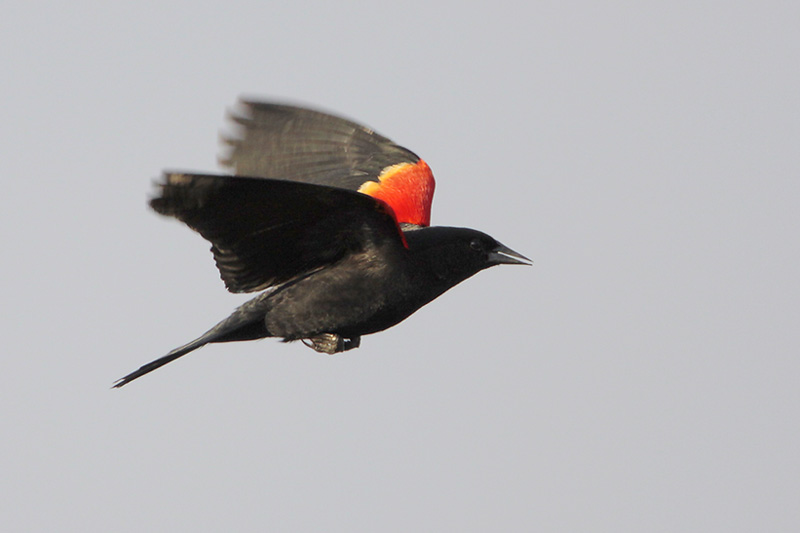 Red-winged Blackbird