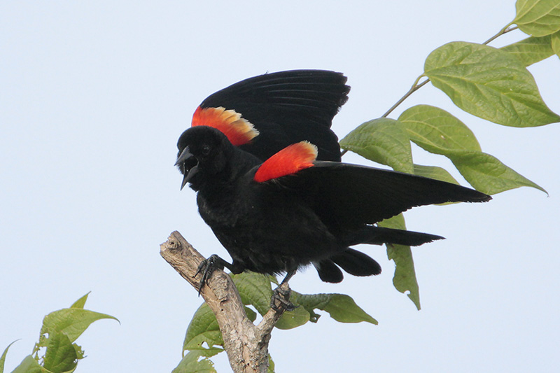 Red-winged Blackbird