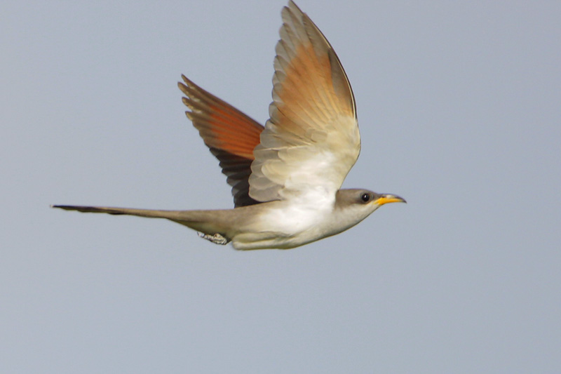 Yellow-billed Cuckoo