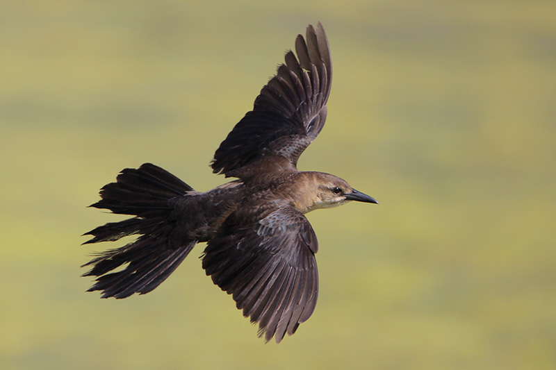 Boat-tailed Grackle