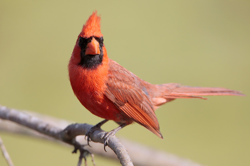 Northern Cardinal