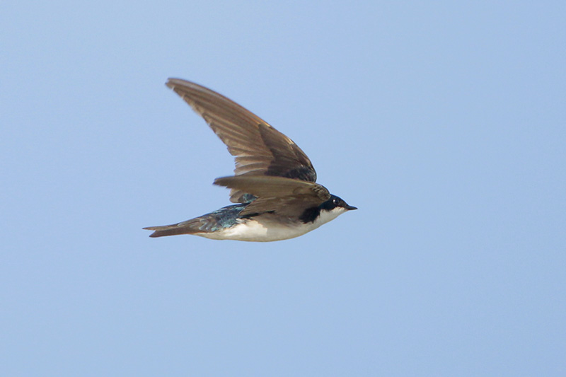 Tree Swallow