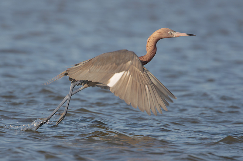 Reddish Egret