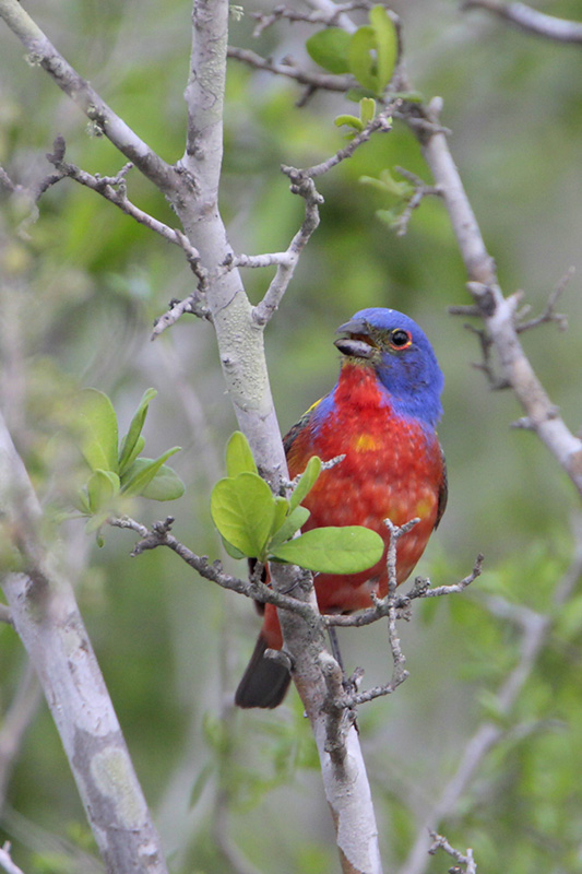 Painted Bunting