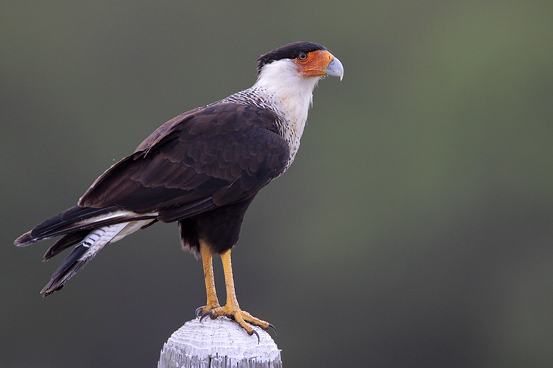 Crested Caracara
