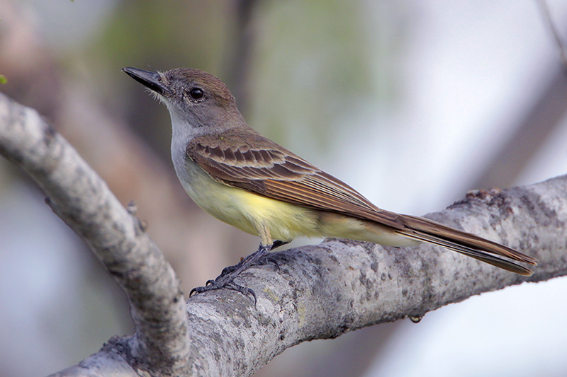 Brown-crested Flycatcher