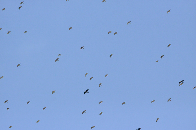 Migrating Anhingas and Broad-winged Hawks