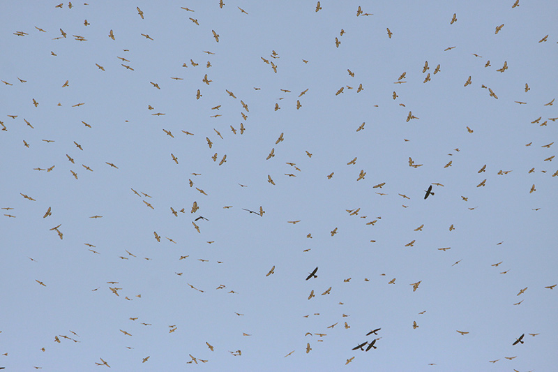 Mostly Broad-winged Hawks