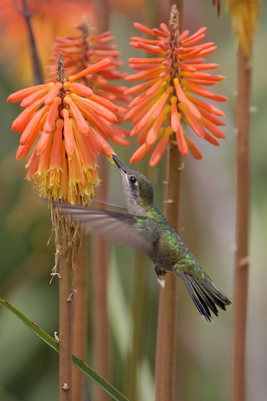 Magnificent Hummingbird