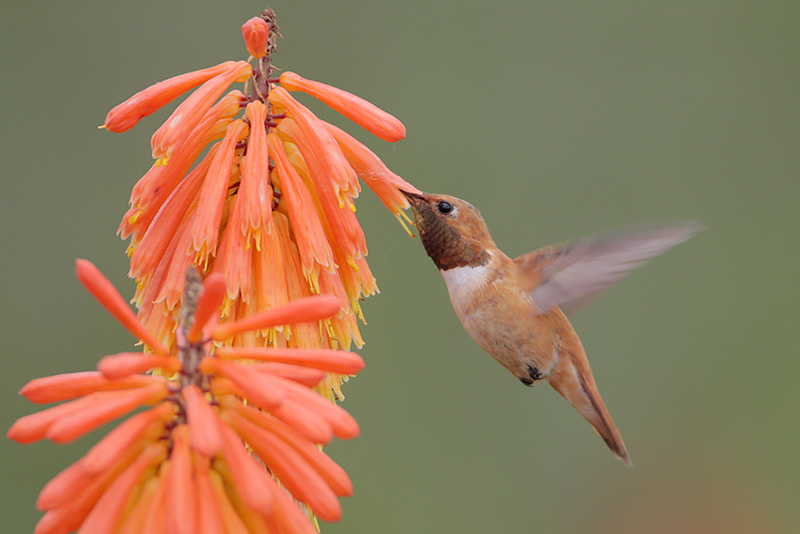 Rufous Hummingbird