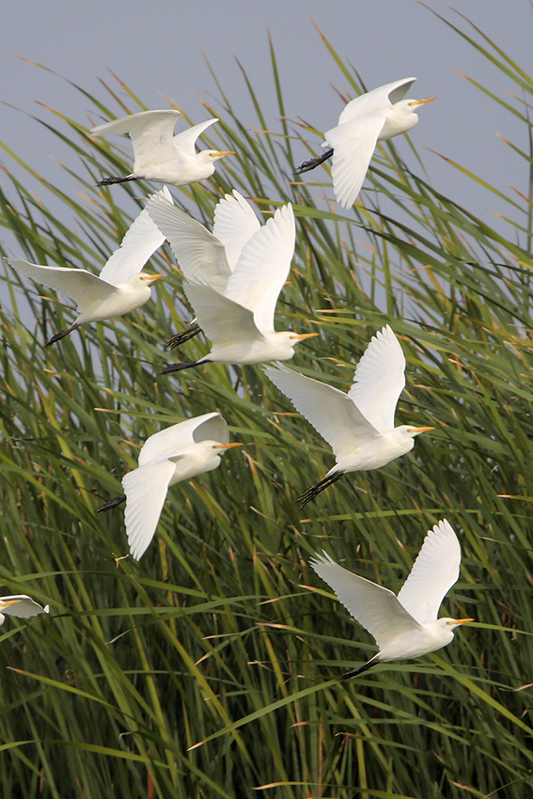 Cattle Egret