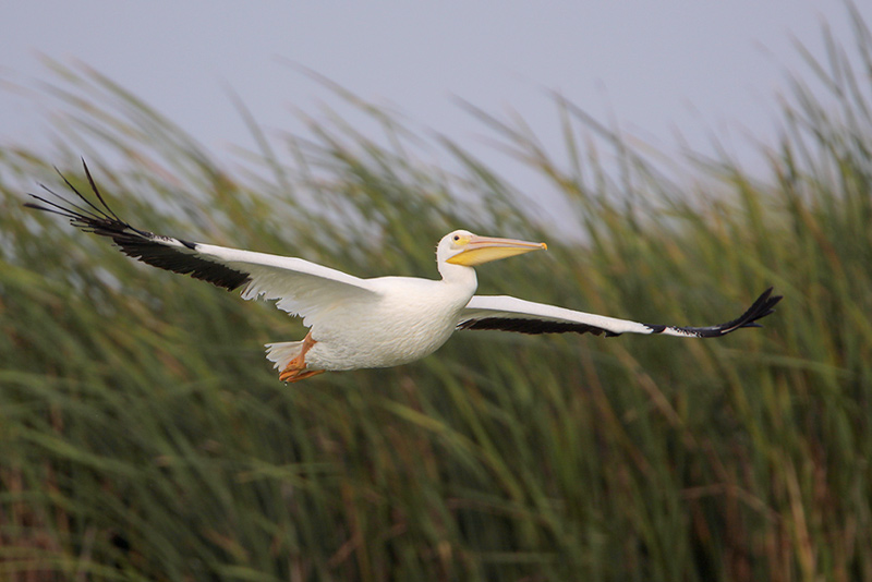 American White Pelican