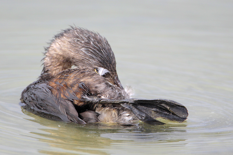 Pied-billed Grebe