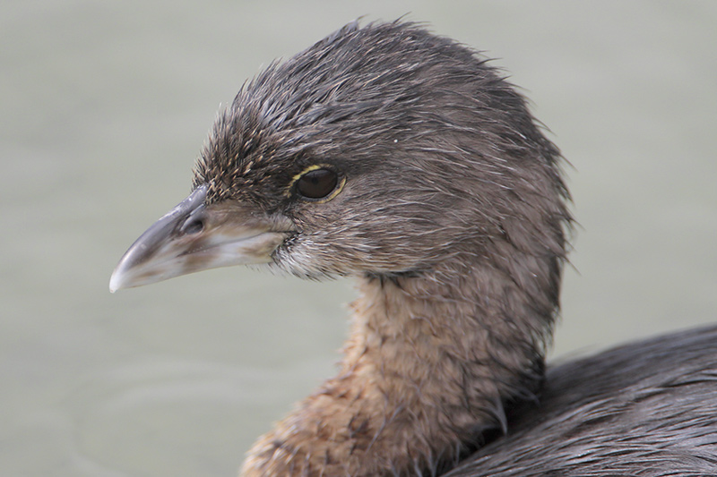 Pied-billed Grebe