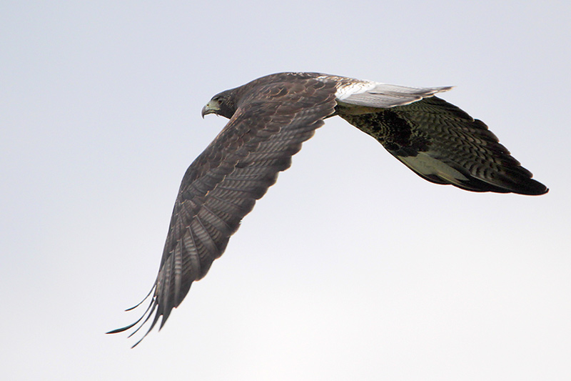 White-tailed Hawk