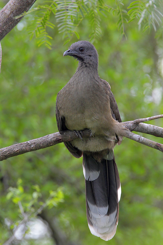 Plain Chachalaca