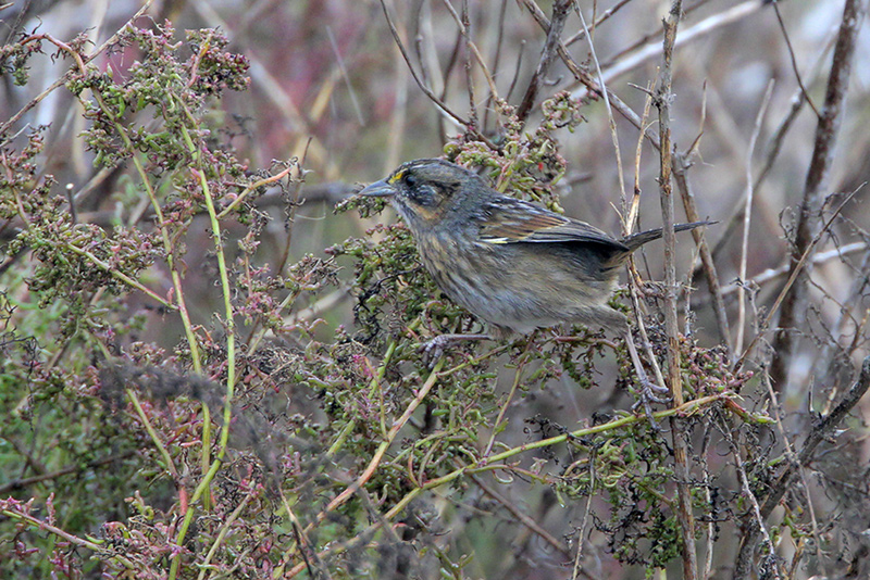 Seaside Sparrow