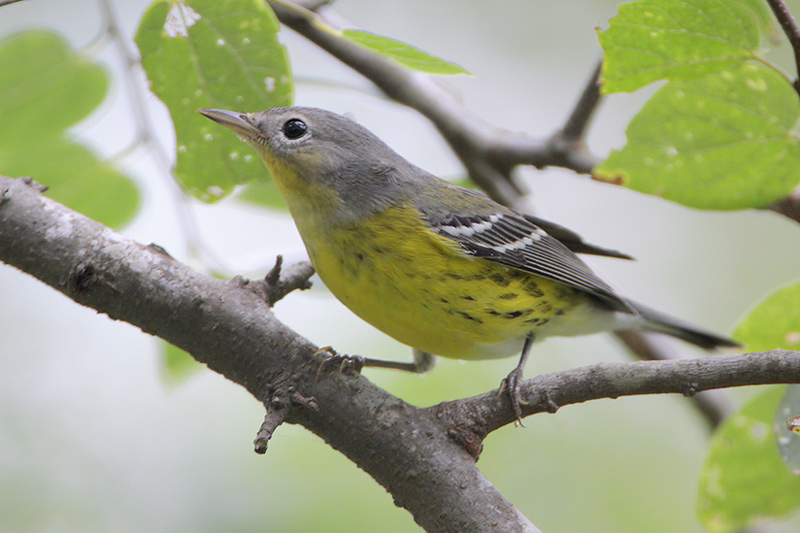 Magnolia Warbler