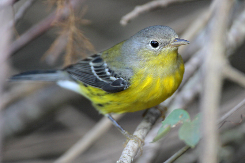 Magnolia Warbler