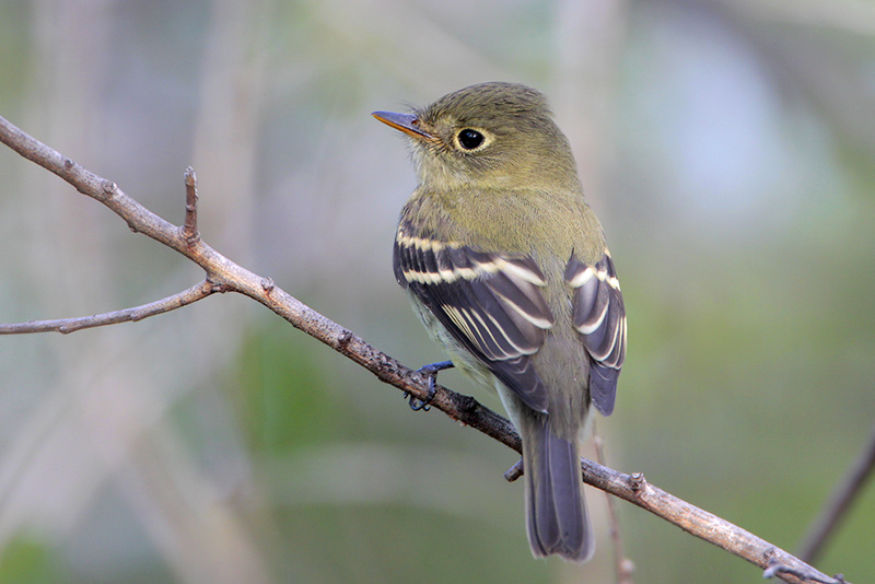 Least Flycatcher