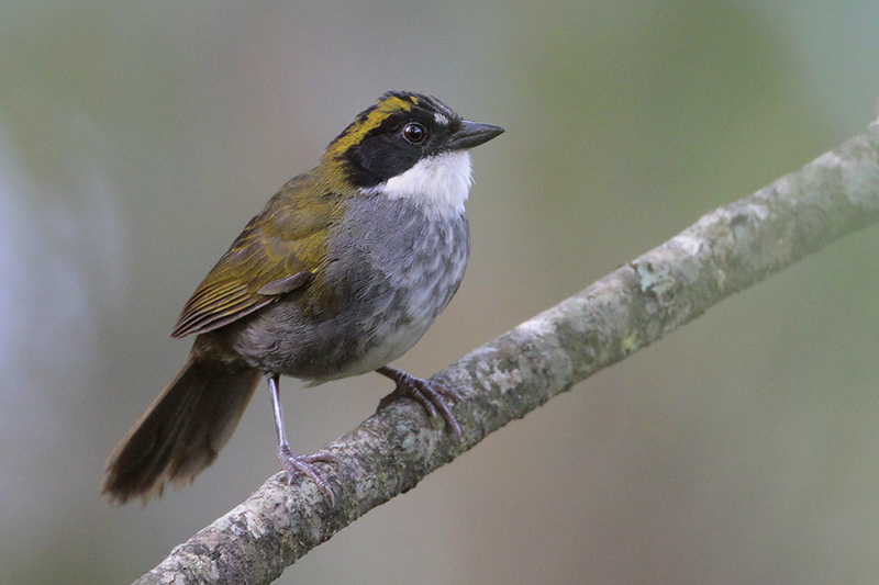 Green-striped Brush-Finch