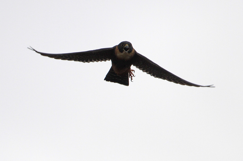 Bat Falcon
