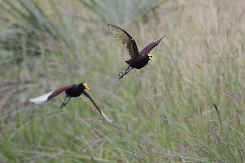 Northern Jacana