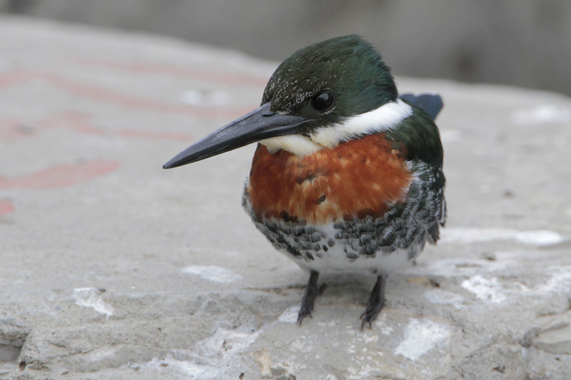 Green Kingfisher