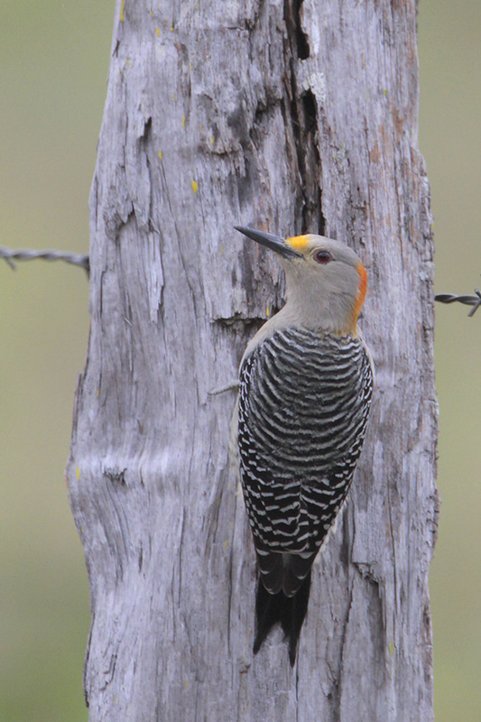 Golden-fronted Woodpecker