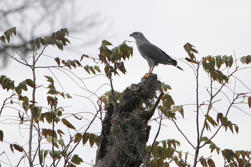 Gray Hawk
