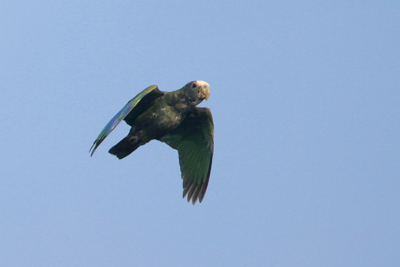 White-crowned Parrot