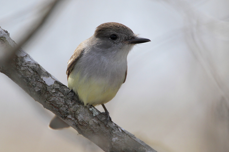 Ash-throated Flycatcher