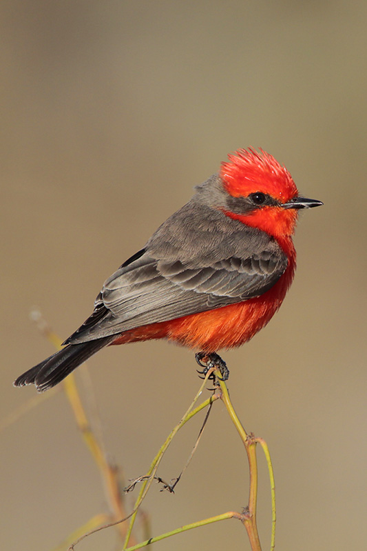 Vermilion Flycatcher