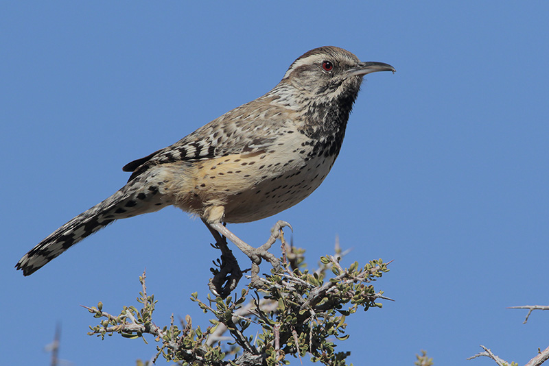 Cactus Wren