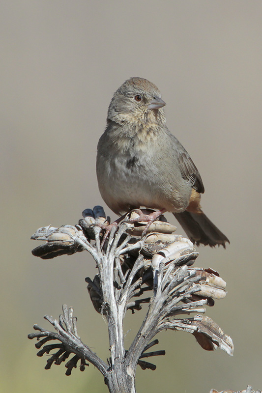 Canyon Towhee